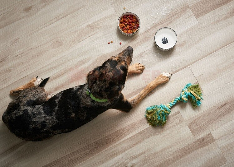 Sàn nhựa giả gỗ bị xước phần lớn do móng vuốt của thú cưng